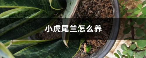 小虎尾兰怎么养