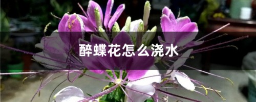 醉蝶花怎么浇水