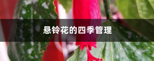 悬铃花的四季管理